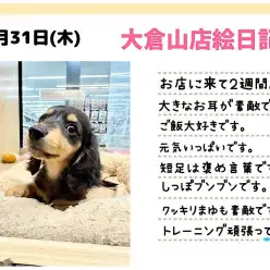 【 ミニチュアダックスフント 】仲間入りして2週間！小柄なレディは尻尾ブンブン！