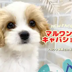 【 MIX 】マルワンのミックス犬といえばキャバション!入店初日から注目の的!