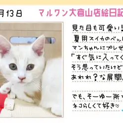 【 マンチカン 】見た目も可愛いスイカのサマーベットをプレゼント！