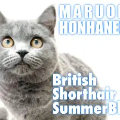 【 ブリティッシュショートヘア 】お利口ブリちゃんと始める夏の物語！