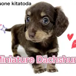 【 ミニチュアダックスフント 】胴長短足ボディで一生懸命甘える姿は究極の可愛さ