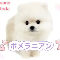 【 ポメラニアン 】爆毛！ドールフェイスのふわもこクリームポメちゃん登場！