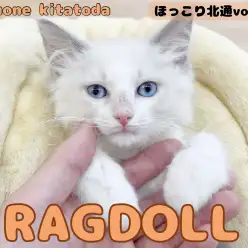【 ほっこり北通vol.186 】穏やかおっとり優しいラグドールの女の子入店！