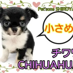 【 チワワ 】小さめでも元気は無限大!可愛さ全開のちーちゃん