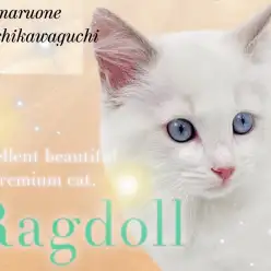 【 ラグドール 】美しすぎる美貌！超優秀な血を受け継ぐプレミアムキャットが降臨！