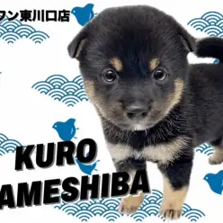 【 豆柴 】魅惑のムチコロボディ！日本犬の代表格希少な黒豆柴ちゃんが癒しをお届け