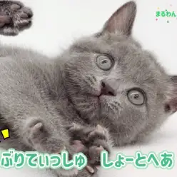 【 ブリティッシュショートヘア 】 まんまるお顔のツンデレ王子が井の頭線高井戸に降臨