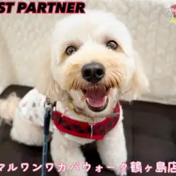 【 ファーストパートナー 】ワカバウォーク鶴ヶ島店小島の愛犬物語！