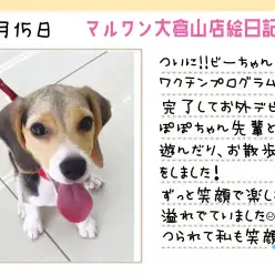 【 ビーグル 】ついにお外デビュー!楽しさ溢れる笑顔につられて笑顔!!