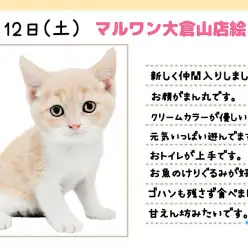 【 ブリティッシュショートヘア 】はじめまして！丸顔が可愛いニャンコさま降臨！