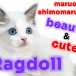 【 ラグドール 】美しく愛らしい抜群のビジュアルと存在感に沼る！甘えん坊王子君臨