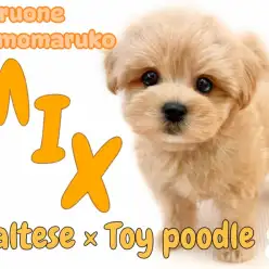 【 MIX 】ぬいぐるみ級の愛嬌と元気いっぱいな性格が魅力的なマルプーの女の子!