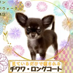 【 チワワ・ロングコート 】小さい体ながらも元気いっぱいパワフルな女の子！