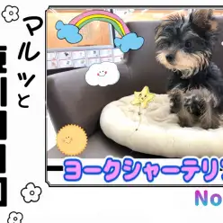 【 マルっと東川口日和No.52 】動く宝石！世界一の美しさを持つ小さなヨーキー