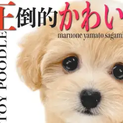 【 MIX 】チワワとトイプードルの要素を感じさせる圧倒的かわいらしさのチワプー