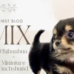 【 MIX 】マルワン板橋志村坂下店の大人気ミックス！チワックスちゃんをご紹介！