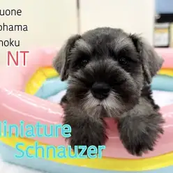 【 ミニチュア・シュナウザー 】シュナカットがカッコいい!おっとりガール