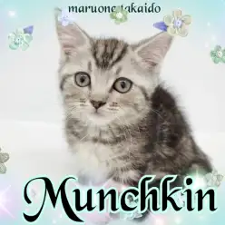 【 マンチカン 】まんまるフォルムののんびり屋!マイペースで初心者さんでも安心!