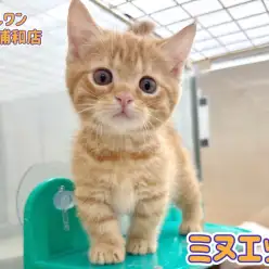 【 ミヌエット 】短足と丸顔の癒し王子！甘えん坊で可愛い男の子が浦和に登場