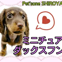【 ミニチュアダックスフント 】可愛さがギュッと詰まったダっちゃん登場！