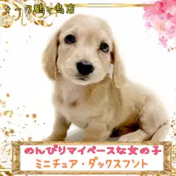 【 ミニチュアダックスフント 】のんびり屋さんの癒し系と短足女子