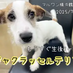【 ジャックラッセルテリア 】もうすぐ生後7ヶ月!只今お散歩習得中!