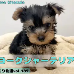 【 ほっこり北通vol.185 】埼玉エリアに極小サイズの手乗りヨーキー入店！