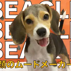 【 ビーグル 】アクティビティを一緒に楽しめる笑顔のムードメーカー!