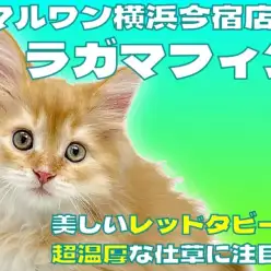 【 ラガマフィン 】寝顔も可愛いレッドタビーが美しい超温厚な癒し系男の子！