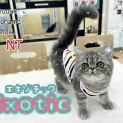 【 エキゾチック 】ブチャかわ感満載！生後4ヶ月エキゾチックくんの3rdブログ