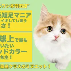 【 ミヌエット 】オンリーにゃん感満載！夫婦で楽しもう短足美女生活！