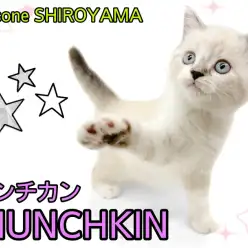 【 マンチカン 】特別なオンリーワンカラー！とっても甘えん坊のマンチカン