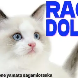 【 ラグドール 】穏やかな瞳で寄り添い幸せを与える柔和な癒し系の猫が大和市に！