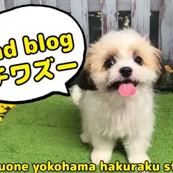 【 MIX 】ルックスも性格もいいとこ取り！注目のチワズーくん成長中！