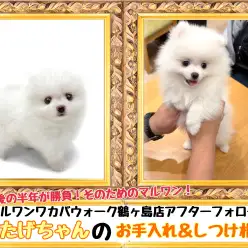 【 マルワンアフターフォロー 】鶴ヶ島店卒業生わたげちゃんが来てくれました！