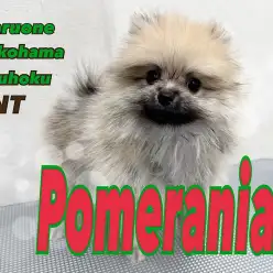 【 ポメラニアン 】生後88日の様子と、ポメラニアンのお手入れのポイント