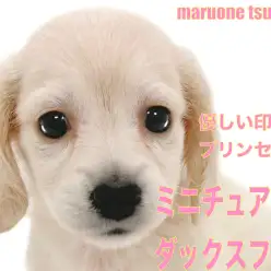 【 ミニチュアダックスフント 】イエローカラーが優しい印象を与えてくれる女の子！！