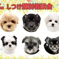 【 しつけ個別相談会 】愛犬との絆の結び方レクチャーとお悩み相談！