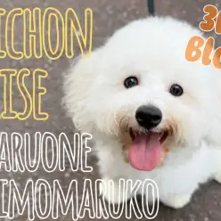 【 ビションフリーゼ 】社交性抜群!愛されキャラ代表!魅力いっぱいの成長記録!