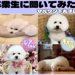 【 卒業生インタビューVol. 4 】まんまるふわもふ癒し犬！ビションフリーゼ編