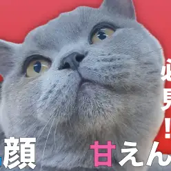 【 ブリテッシュショートヘア 】スキンシップウエルカムな丸顔にゃんこ！