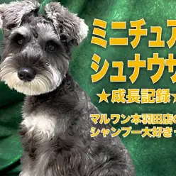 【 ミニチュアシュナウザー 】『今日もおりこうさん』って褒められたシャンプーマスター!