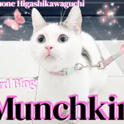 【 マンチカン 】3rd！わんことも仲良くできるフレンドリーにゃんこに成長中！