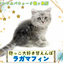 【 ラガマフィン 】甘えんぼラガちゃんはゴロスリが止まらない！