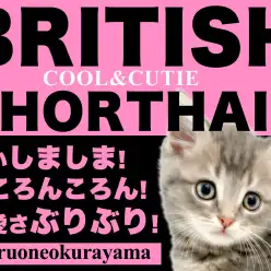 【 ブリティッシュショートヘア 】唯一無二のシマブリコロンはこの子に決まり!