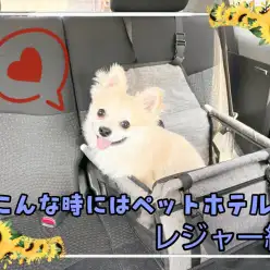 【 こんな時にはペットホテルを 】ペットホテル活用法！神奈川県からのレジャー編