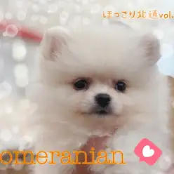 【 ほっこり北通vol.184 】フワフワ被毛のとびきり懐こいポメラニアン！！