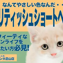【 ブリティッシュショートヘア 】丸顔選手権優勝！見た目も性格も丸いクリームCAT