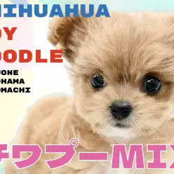 【 MIX 】小さくても可愛さ無限大！心寄り添うチワプーちゃん！