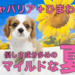 【 キャバリア 】優しさ成分多めのキャバちゃんと過ごすマイルドな夏！